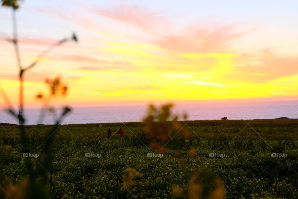 Sunset over a field of wildflowers