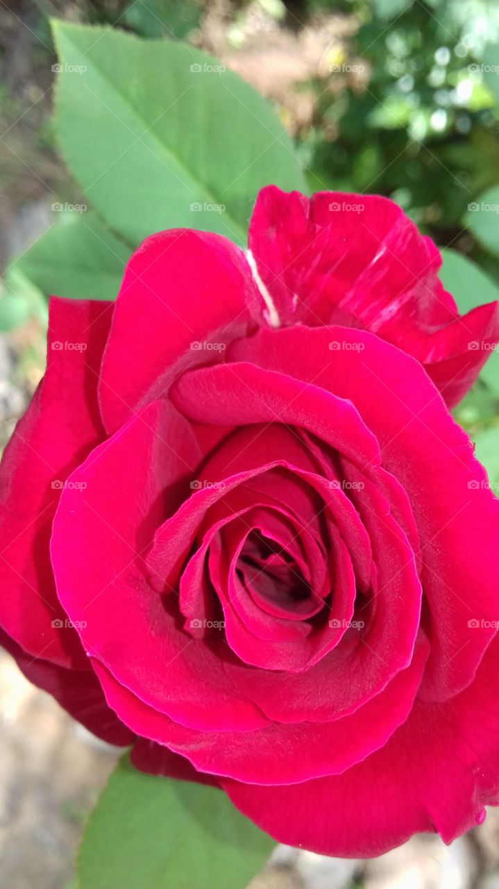 red rose