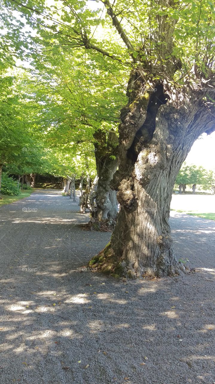 Old trees of the garden, Skokloster, Uppland, Sweden