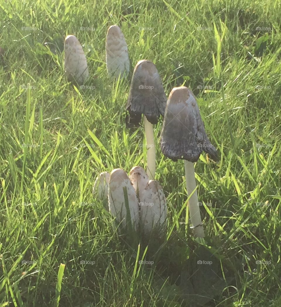 Forest toadstools 