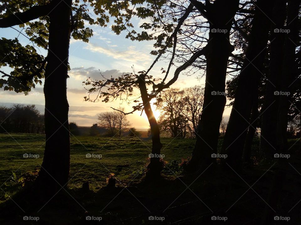 Evening walk in the woods