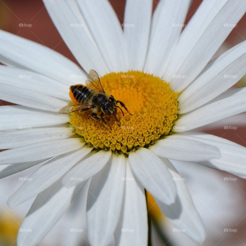 Bee on daisy 