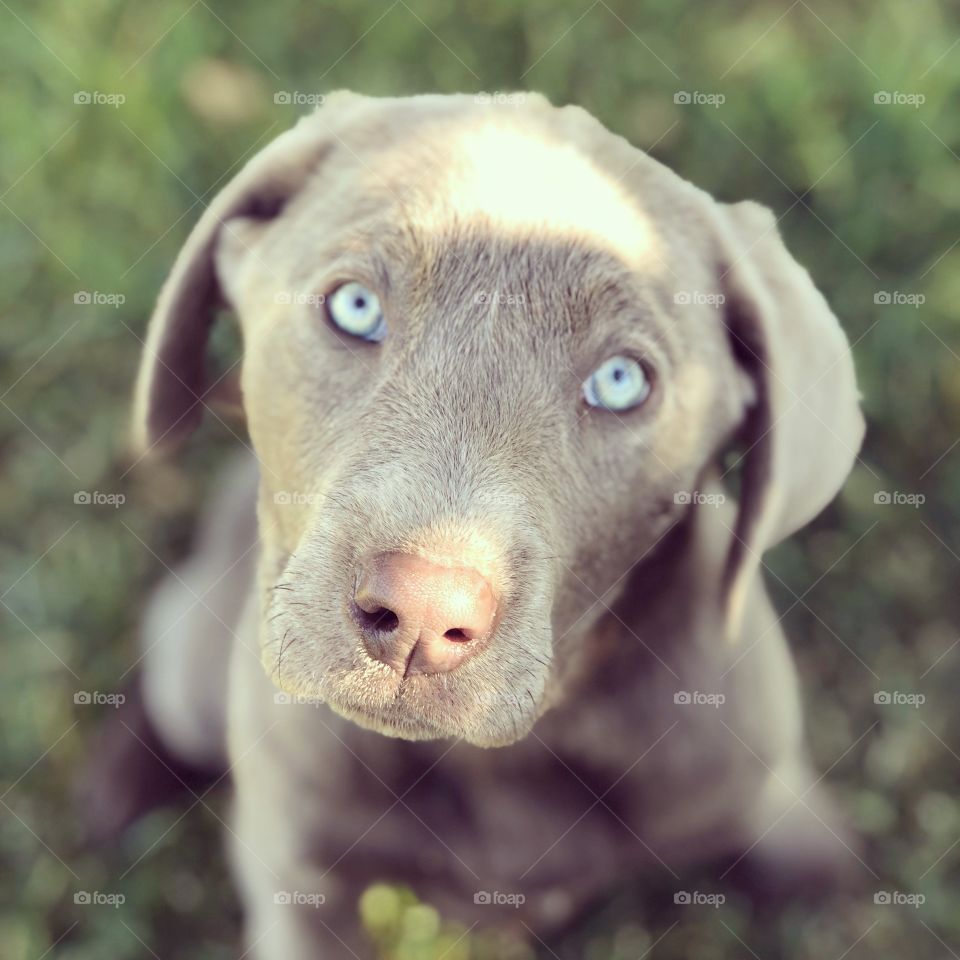 blue eyed beauty 