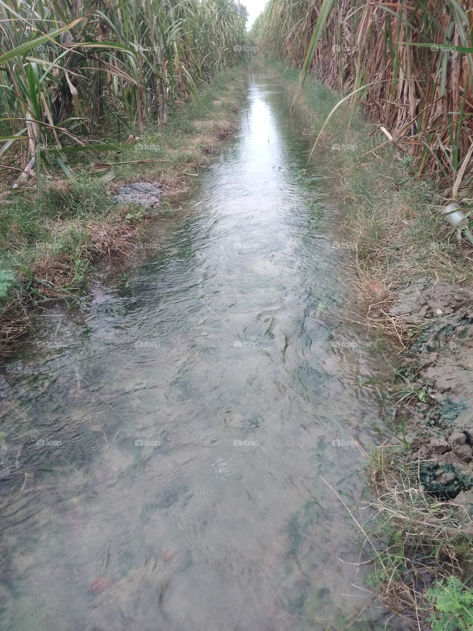 this is a path of blow water