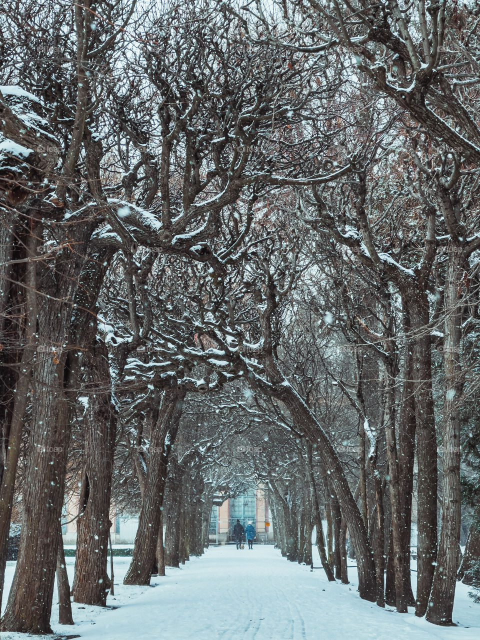 Winter in the park