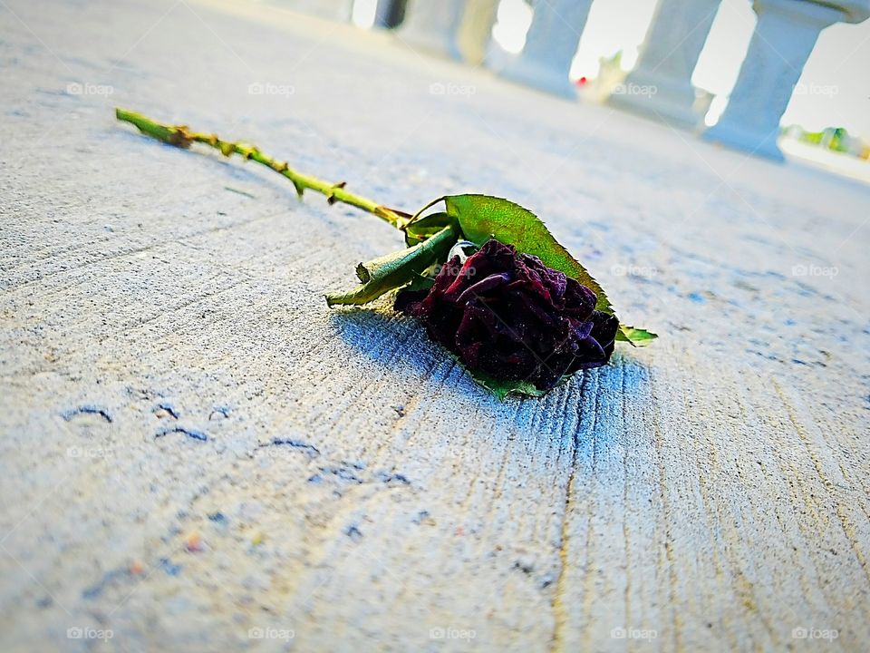 Dead Rose 2