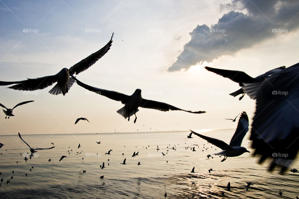 The best location to find these gulls in Thailand is Bang Pu. They come here every year.