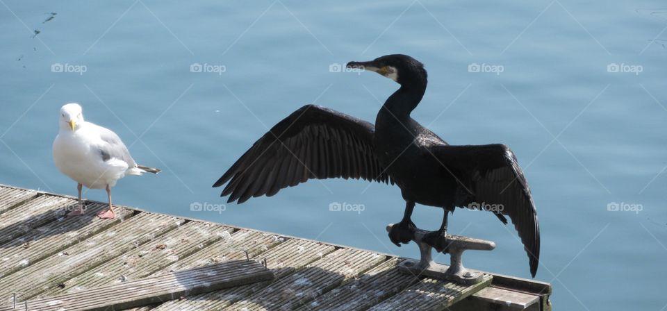 Cormorant looking like he is showing the seagull who is boss