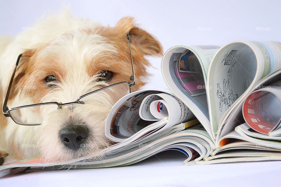 Dog with eyeglasses and papers