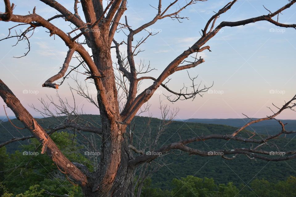 A close-up of a tree during sunset at Bear Mountain