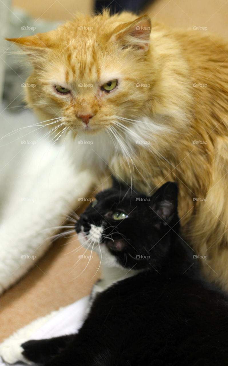 Milo and Maggie became quite an item at the shelter. They fell in love with each other and were inseparable. Longhaired orange tabby with black and white cow cat.