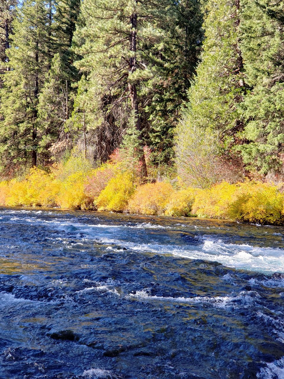 Stunning fall colors on the riverbanks of the turquoise waters of the Metolius River at Wizard Falls in Central Oregon on a sunny autumn morning.