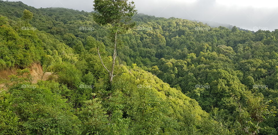 Landscape, Wood, Tree, Nature, Leaf