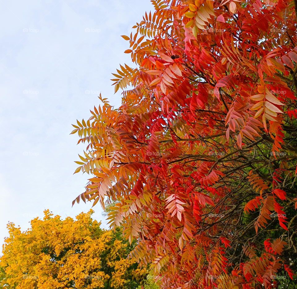 Close-up of autumn coloured trees in yellow and red