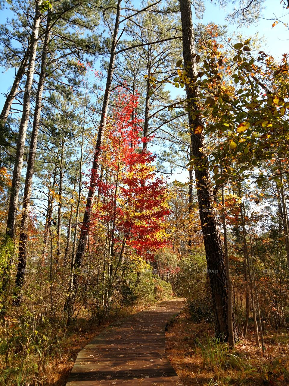 fall beauty on the path