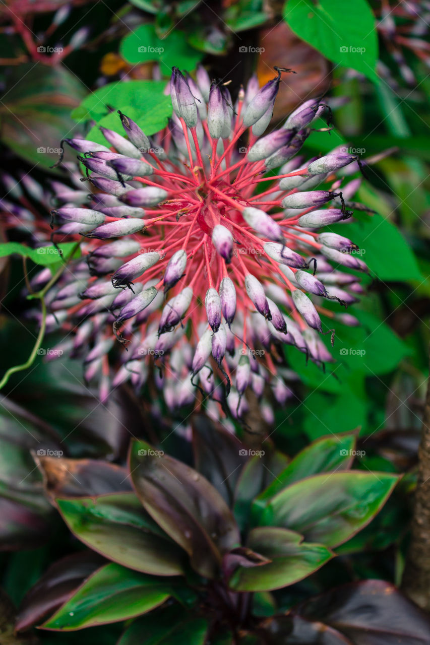 a flower found in Hawaii