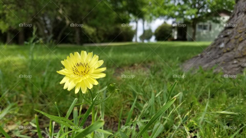 Dandelion in the Yard