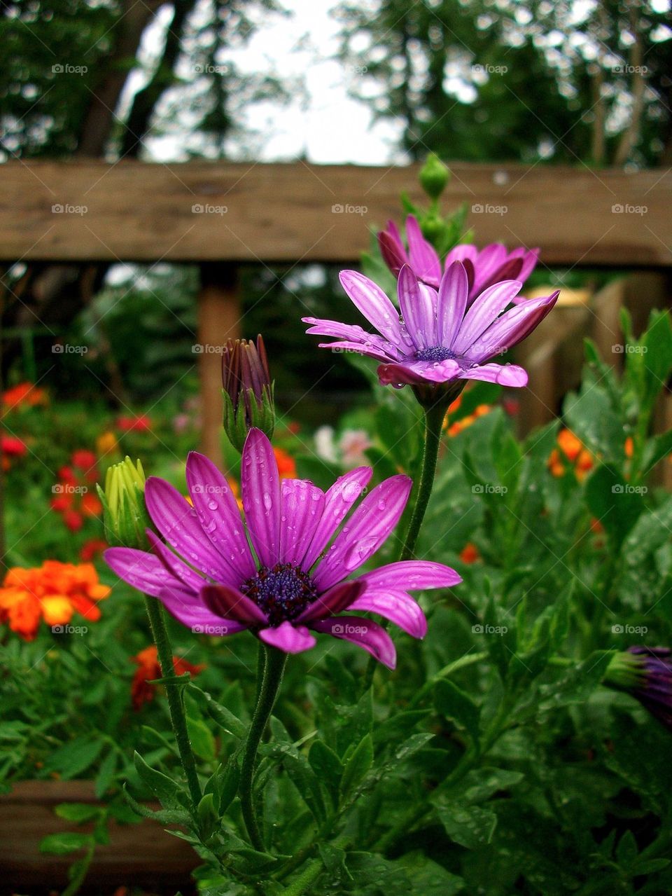 Flower Garden