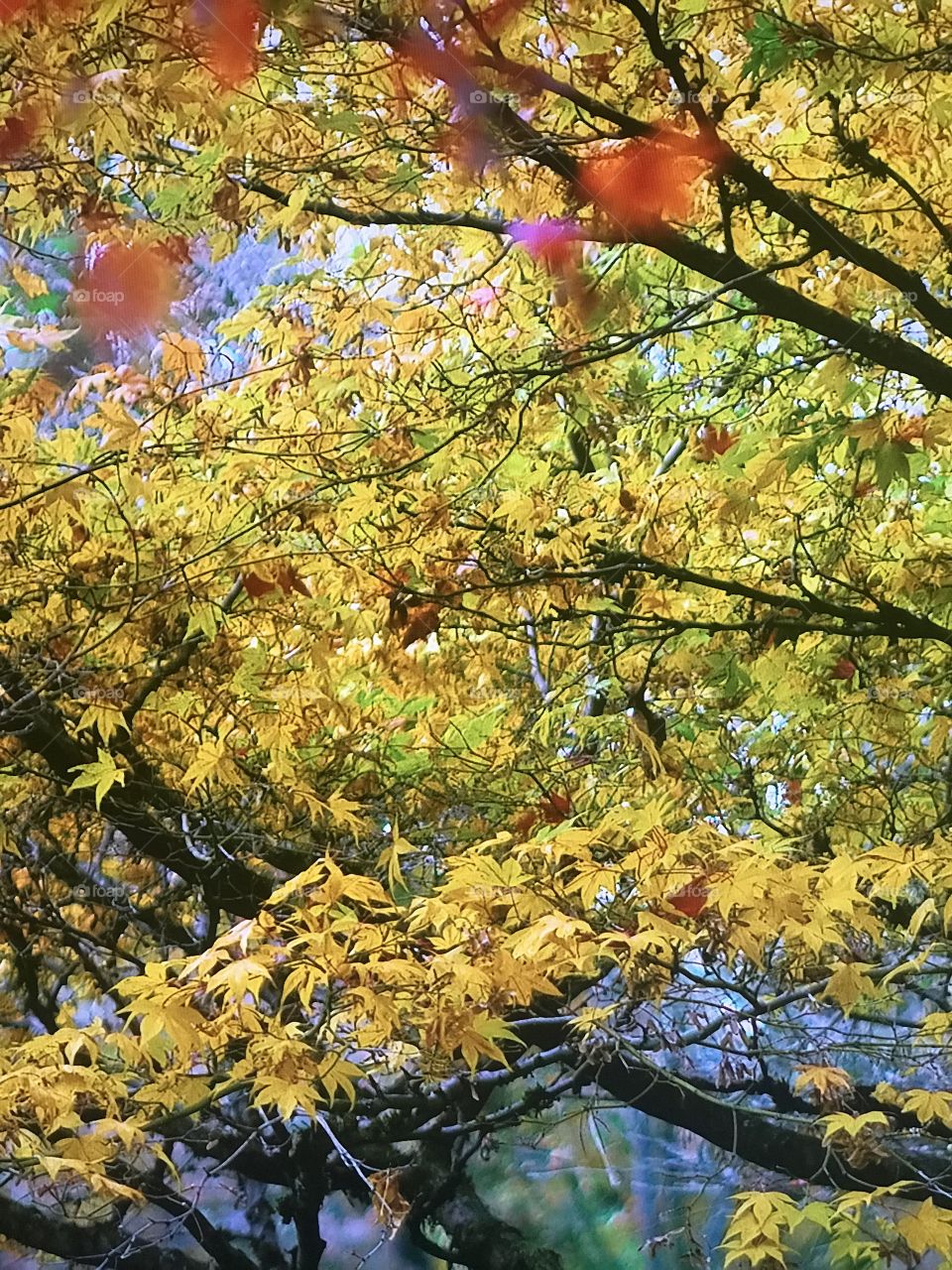 Washington Autumn Season 