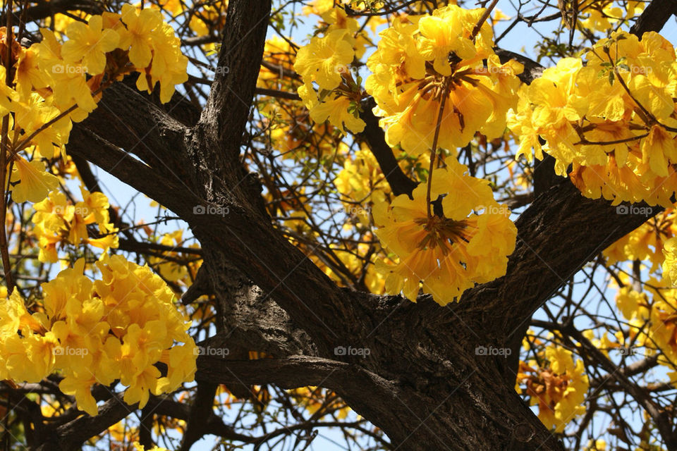 spring yellow tree blooming by mmcook
