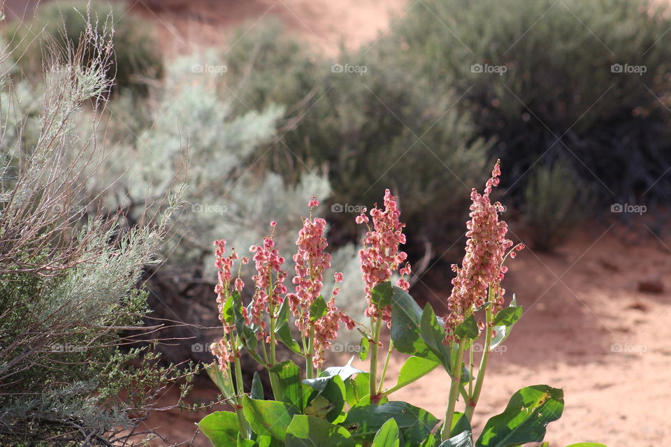 desert blooms