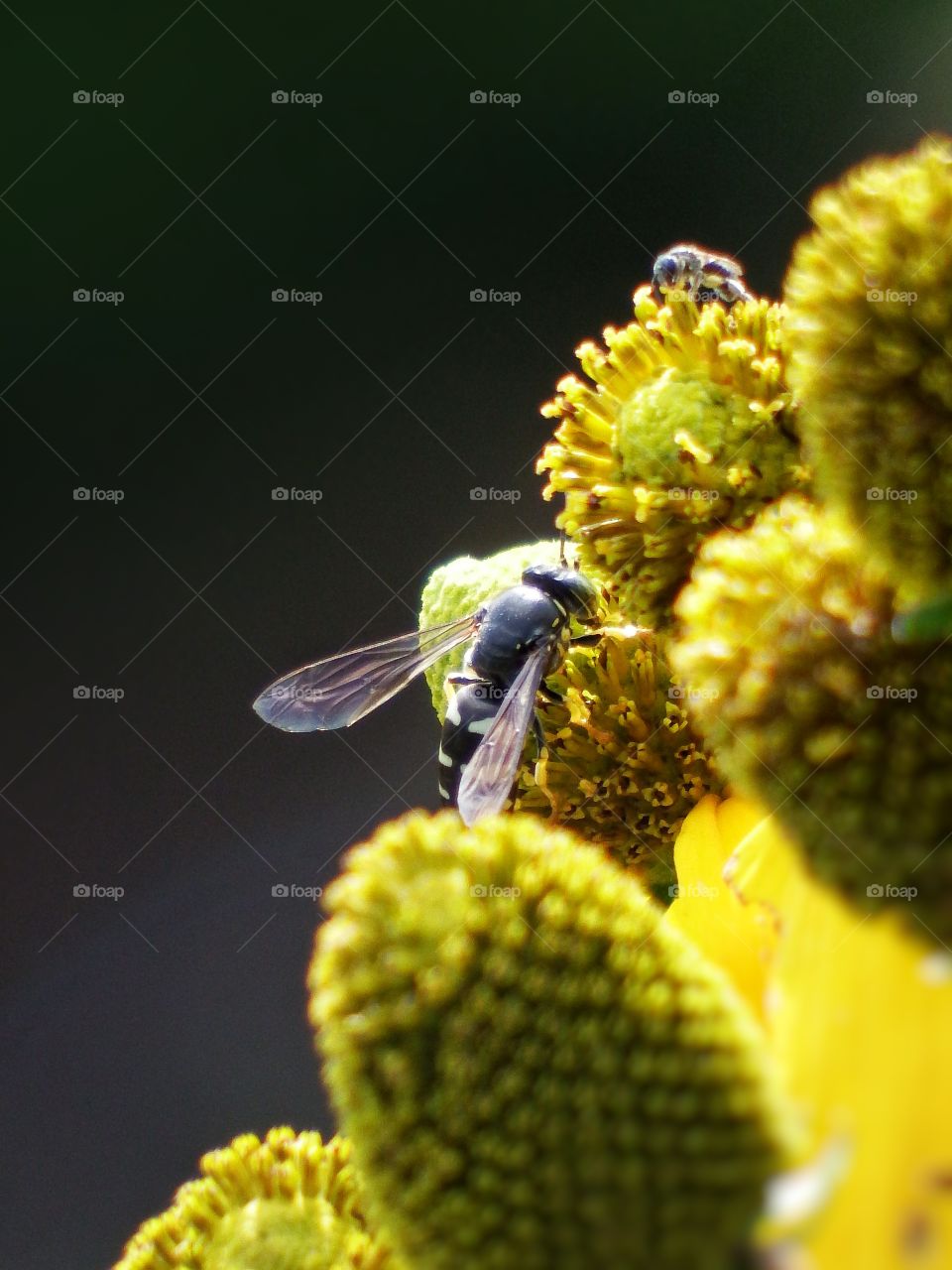 close up of a bee on yellow flowers