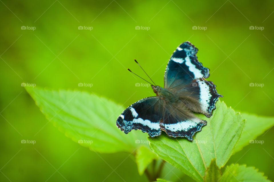Beautiful butterfly resting on green leaf.
blue admiral Butterfly ( kaniska Canace).
A life-giving planet like Earth would hardly exist in the entire universe.