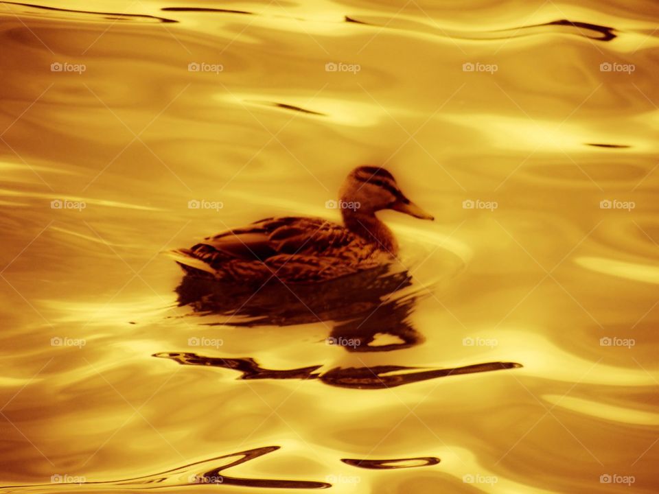 Golden Duck.....