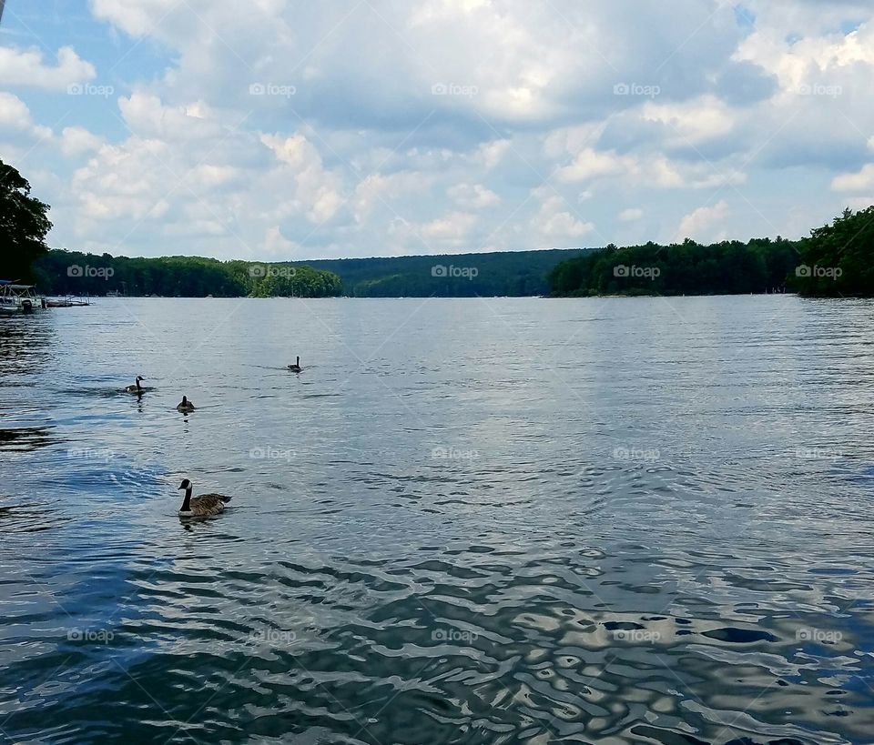 geese finally landed behind us at Deep Creek Lake