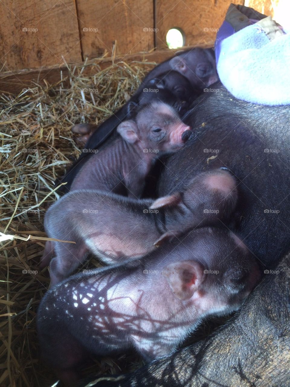 Baby piglets 