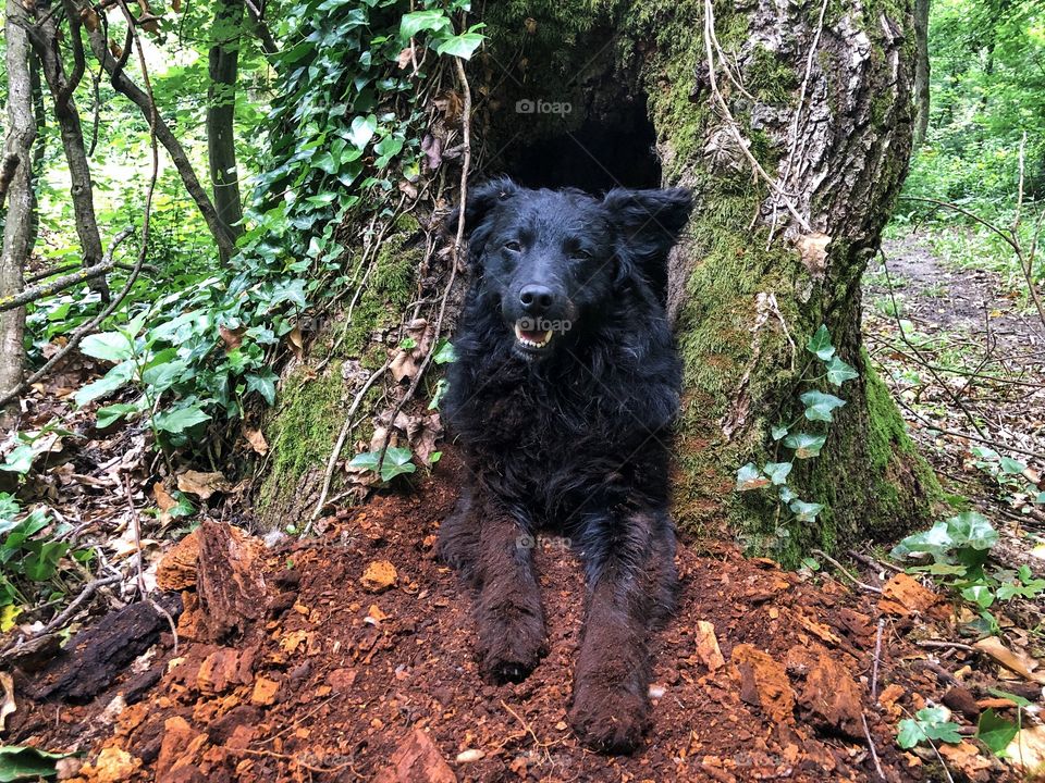 Dog covered in mud