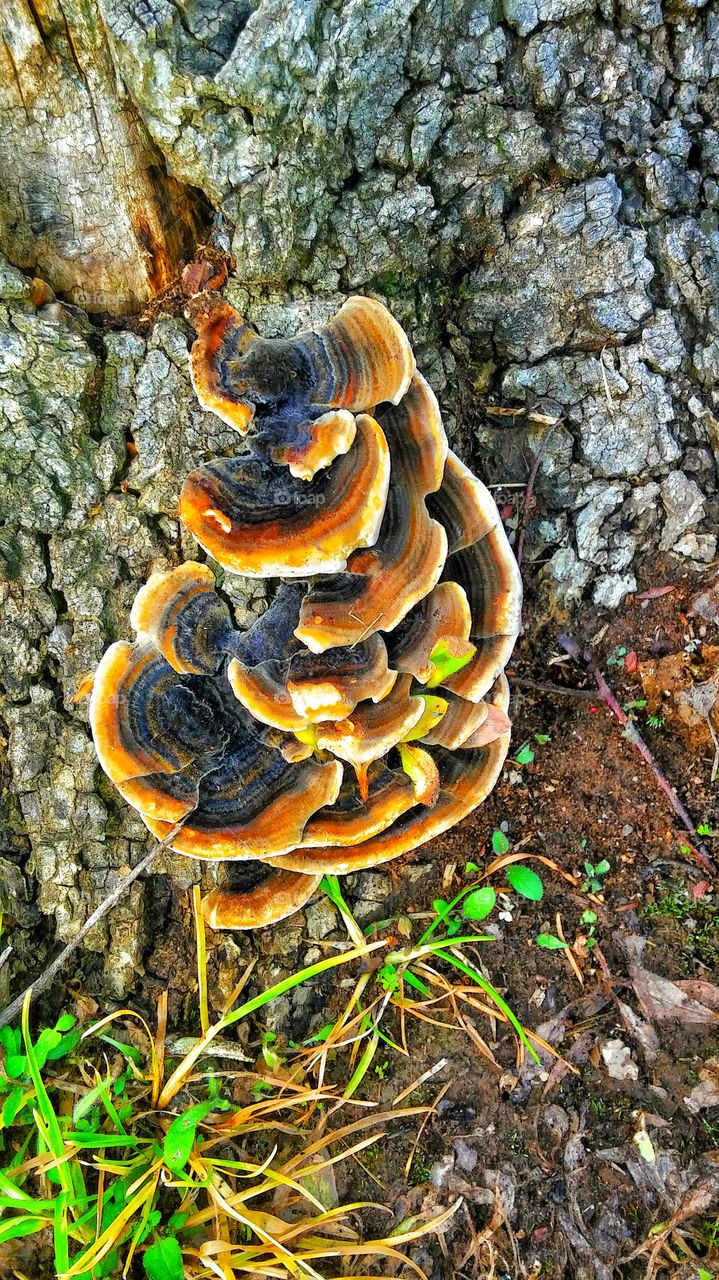 fungus
