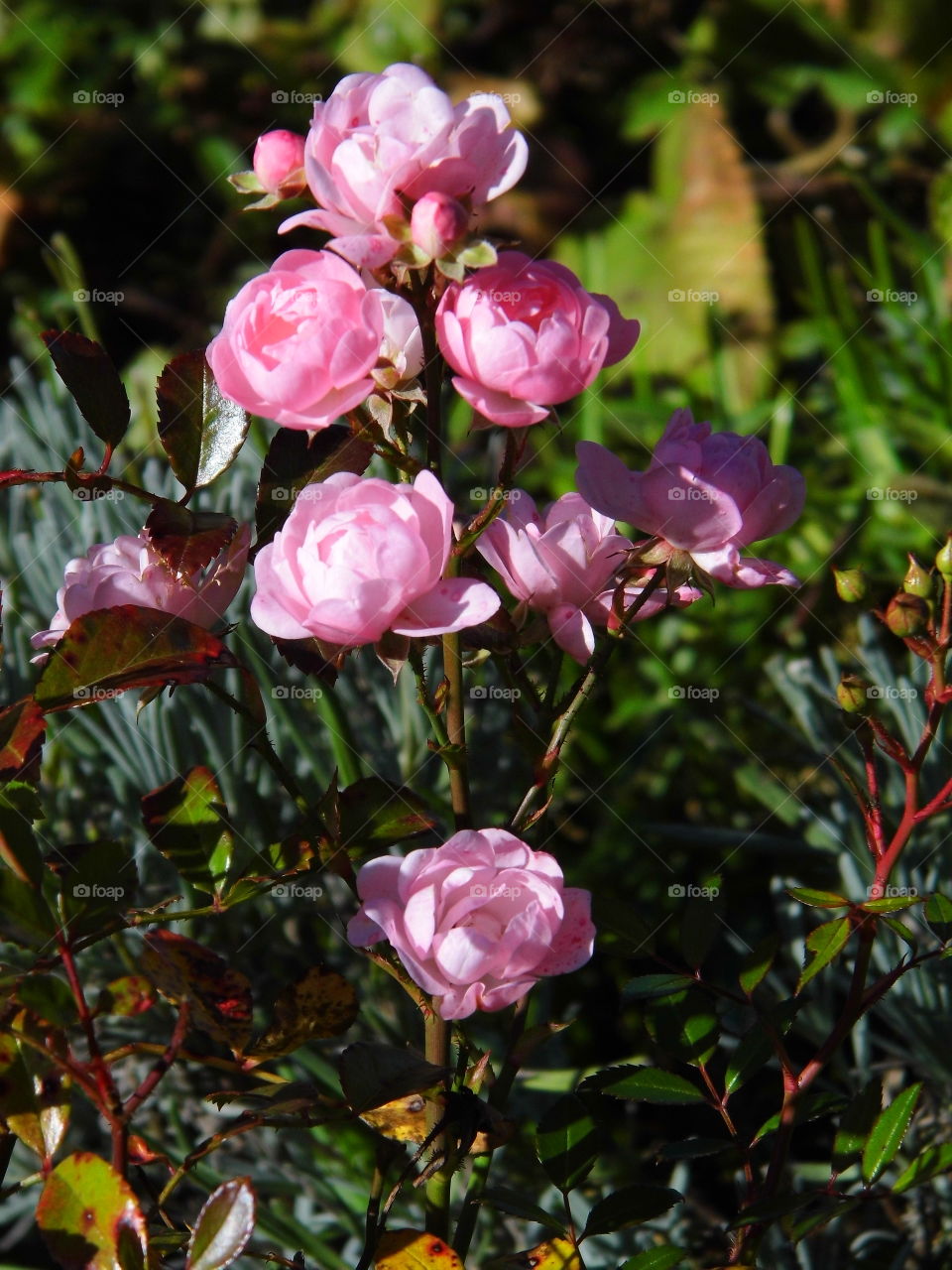pink rose flower in the garden