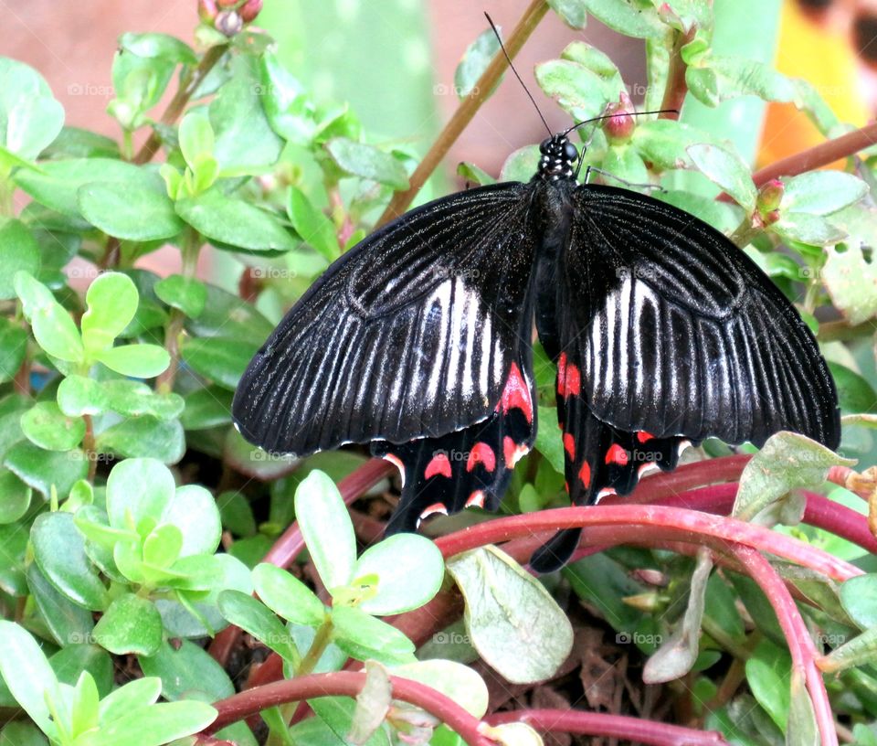 Butterfly  is black.