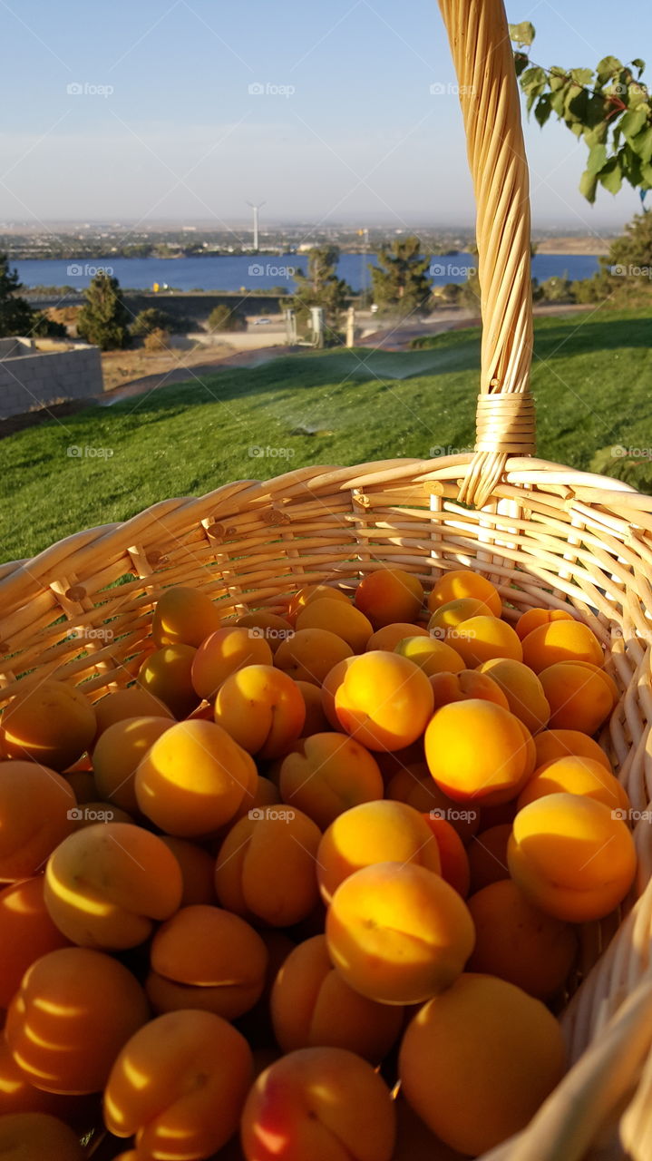 Apricots For Wine Making