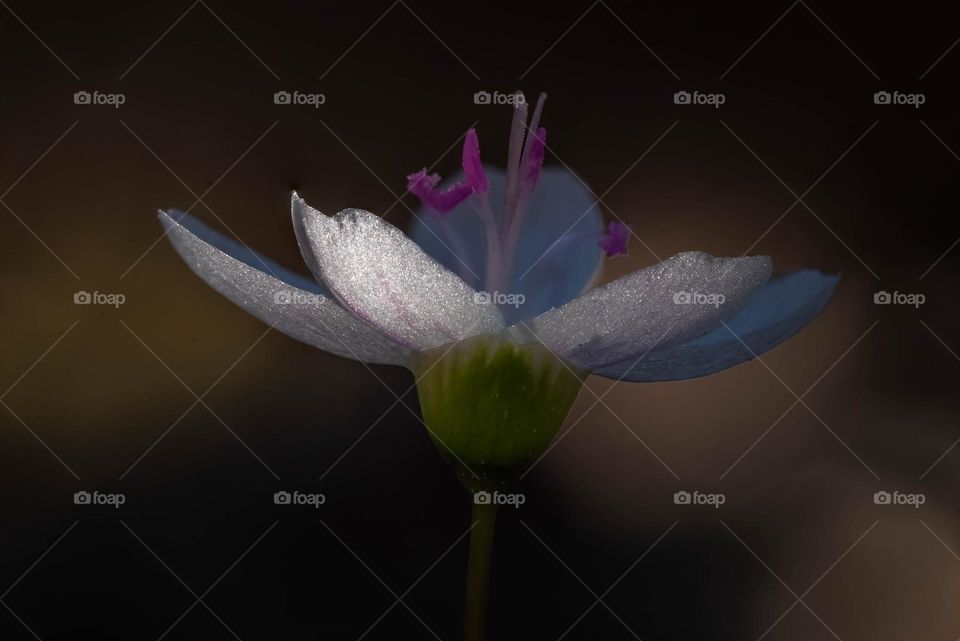 The tiny delicate bloom of a Virginia Spring Beauty (Claytonia virginica) extends a petal from the coolness of the shadows to feel the warmth of Spring. 