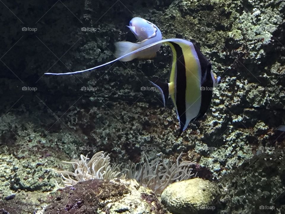 Colored fish 