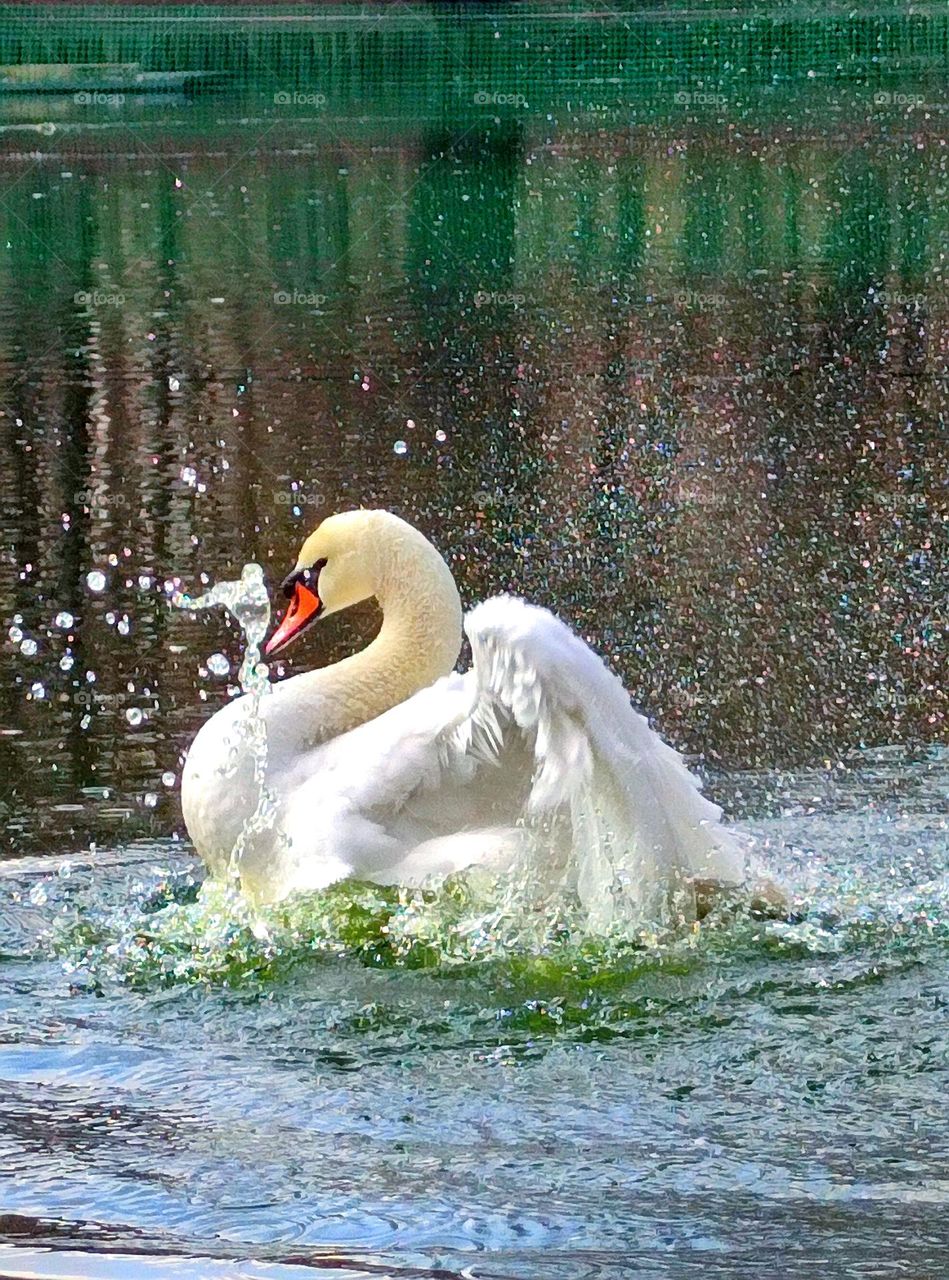 Spring. Birds. A white swan splashes in the water. Water splashes sparkle in the sun