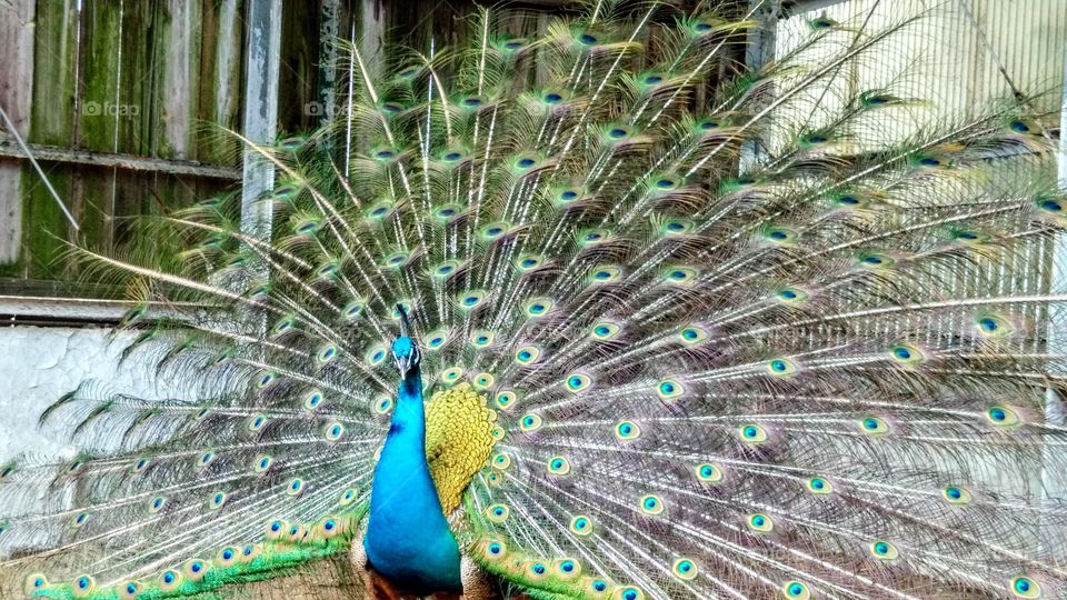 Peacock 