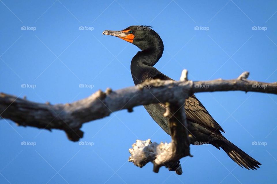 Cormorant 