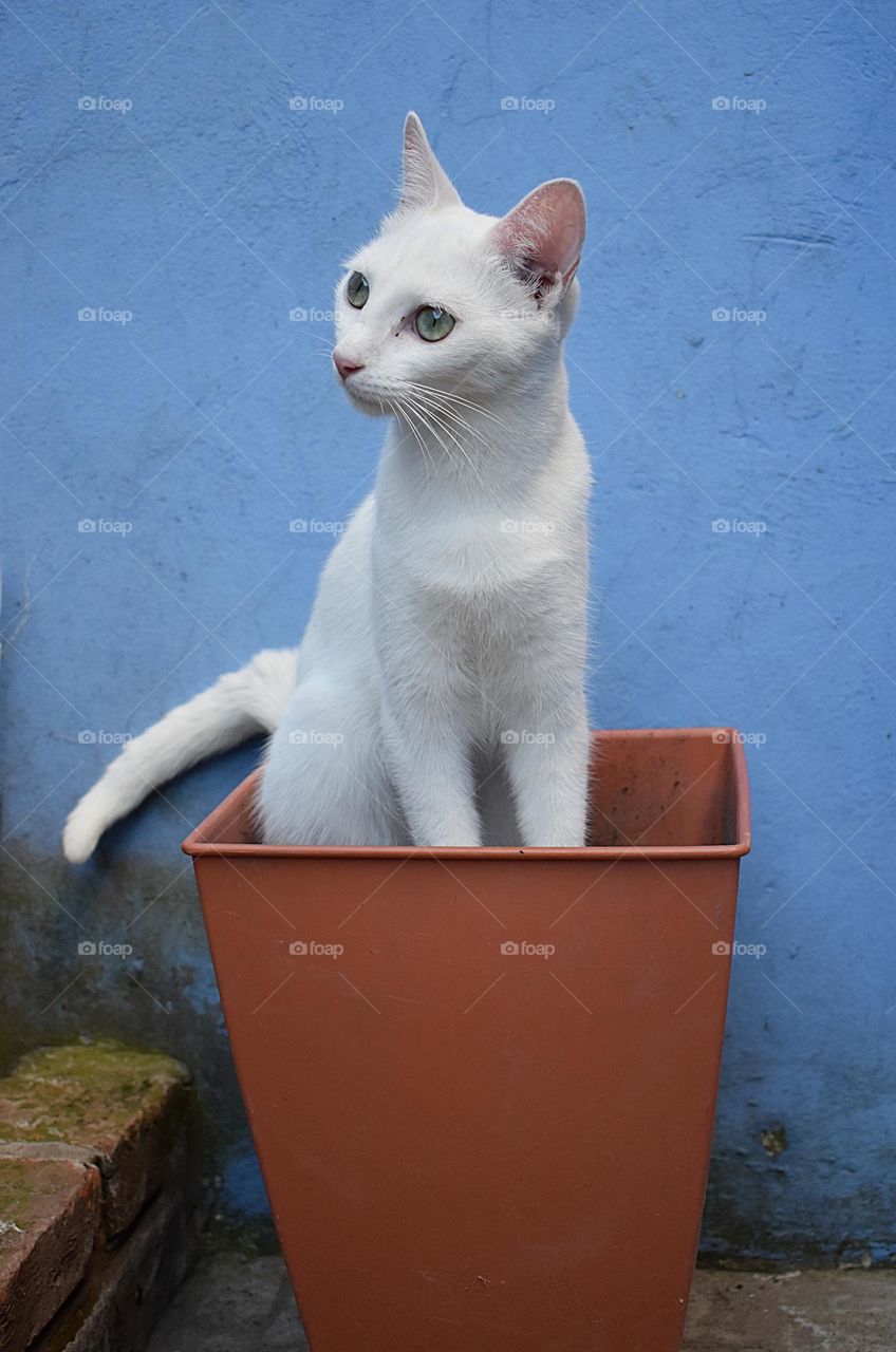 Una flor poco común - nikon