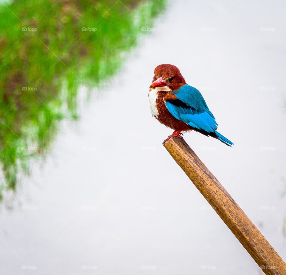 Colorful sparrow