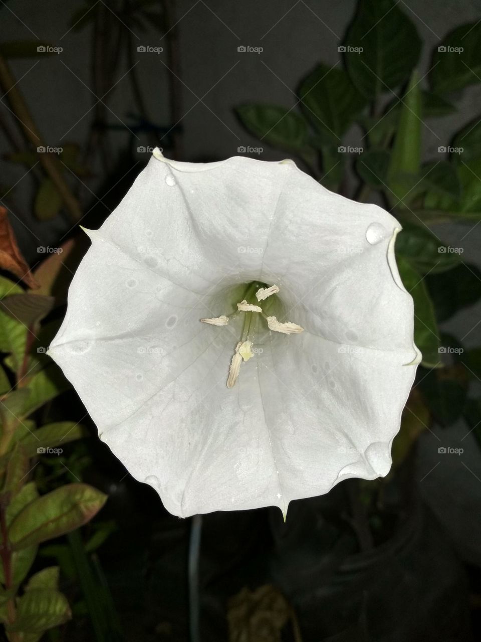 Thorn Apple Flower | Jimson Weeds Flower | White Flower | Datura | Dhatura ka phool