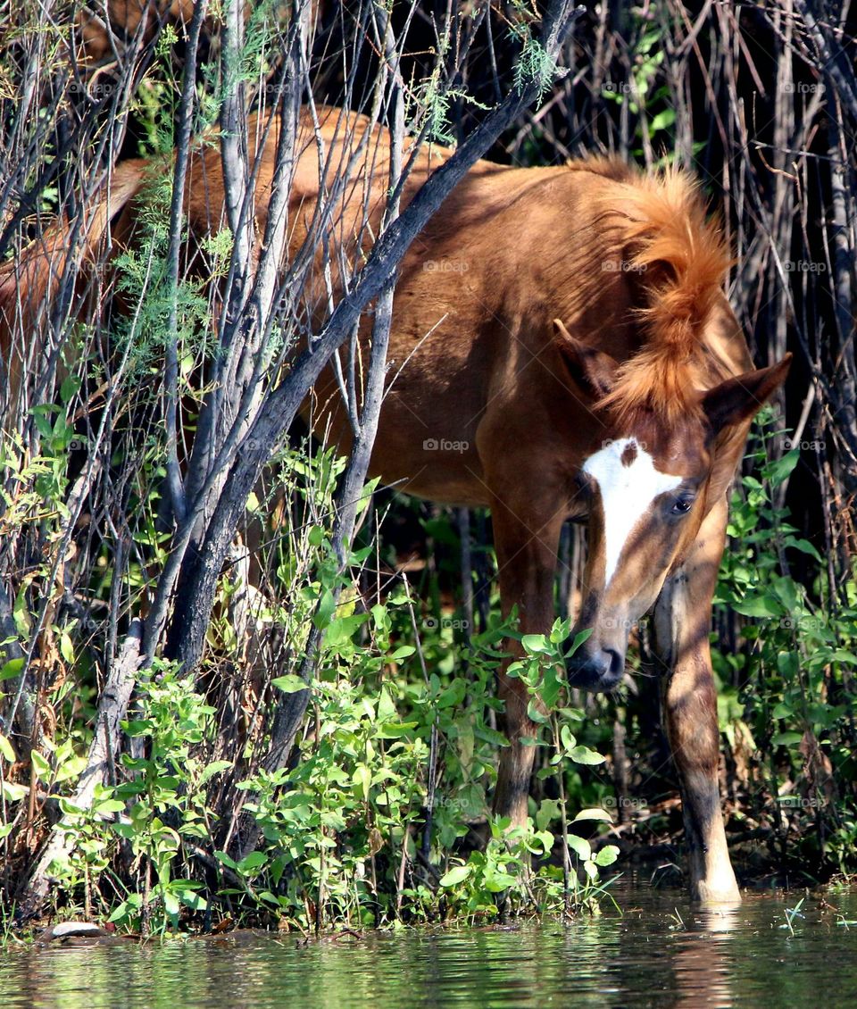 Wild Colt Entering the River