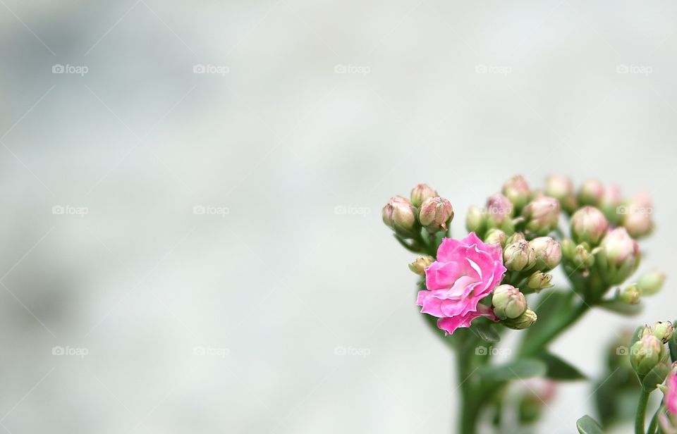 Pink kalanchoe flower