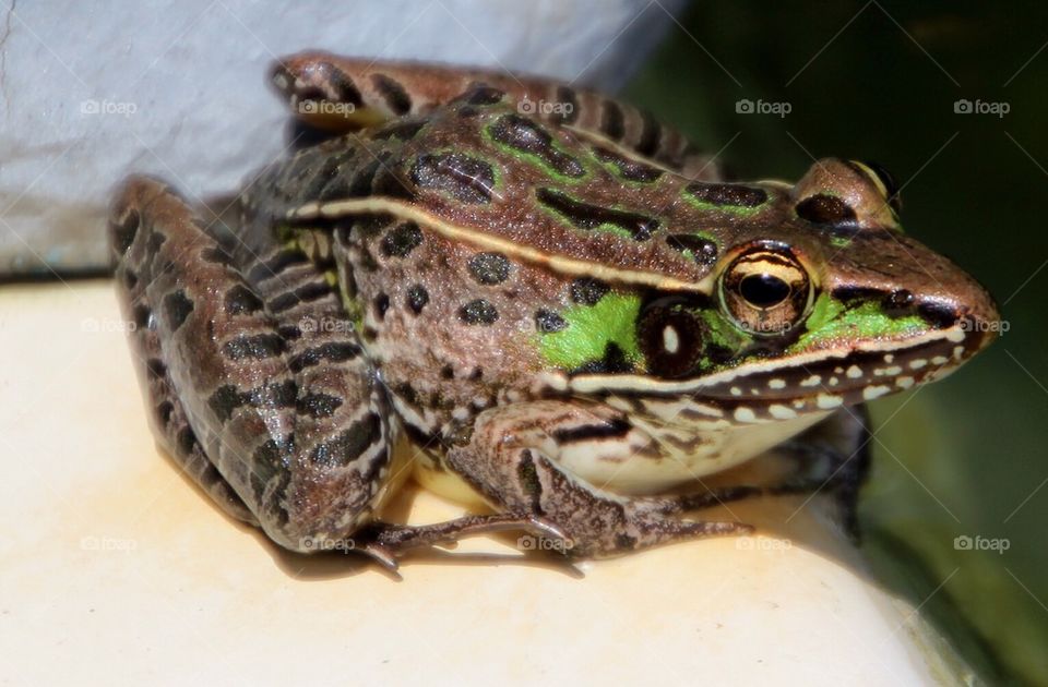 Wet frog