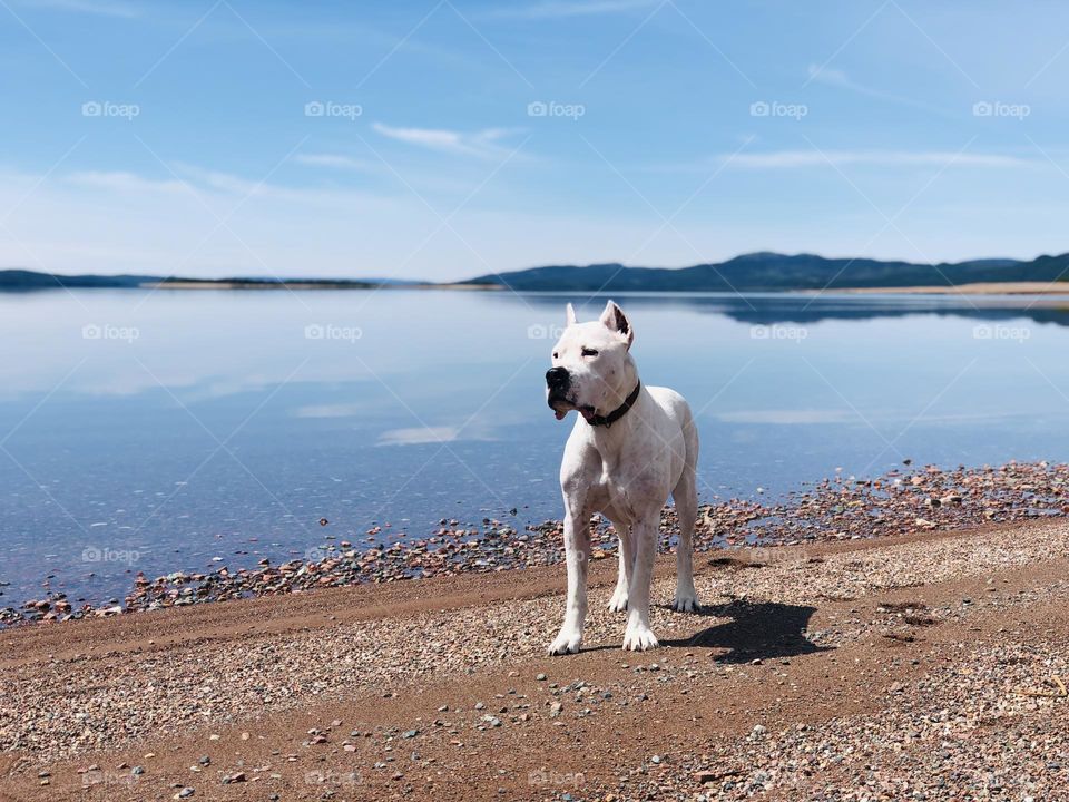 Lucian the Dogo Argentino - the best dog in the world