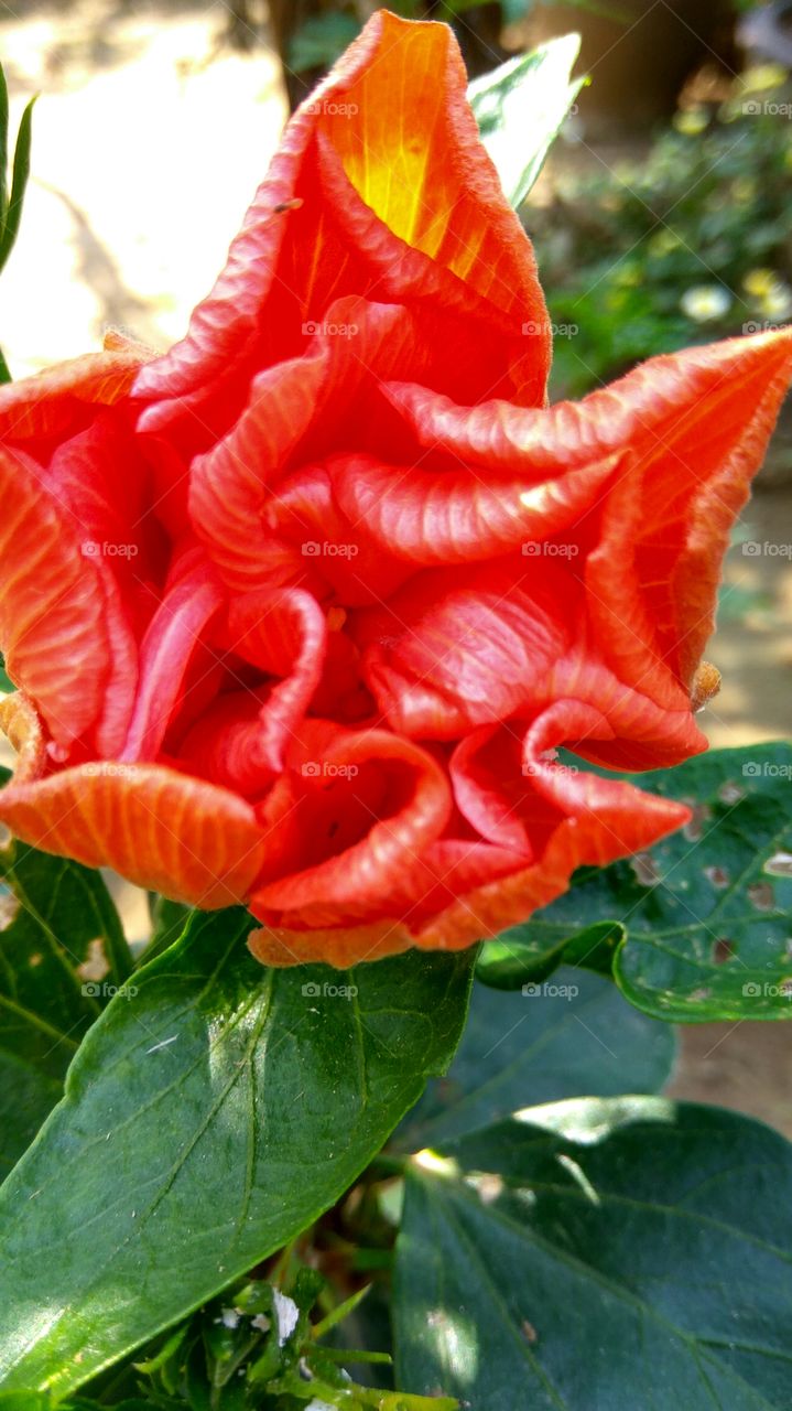 red colour flower