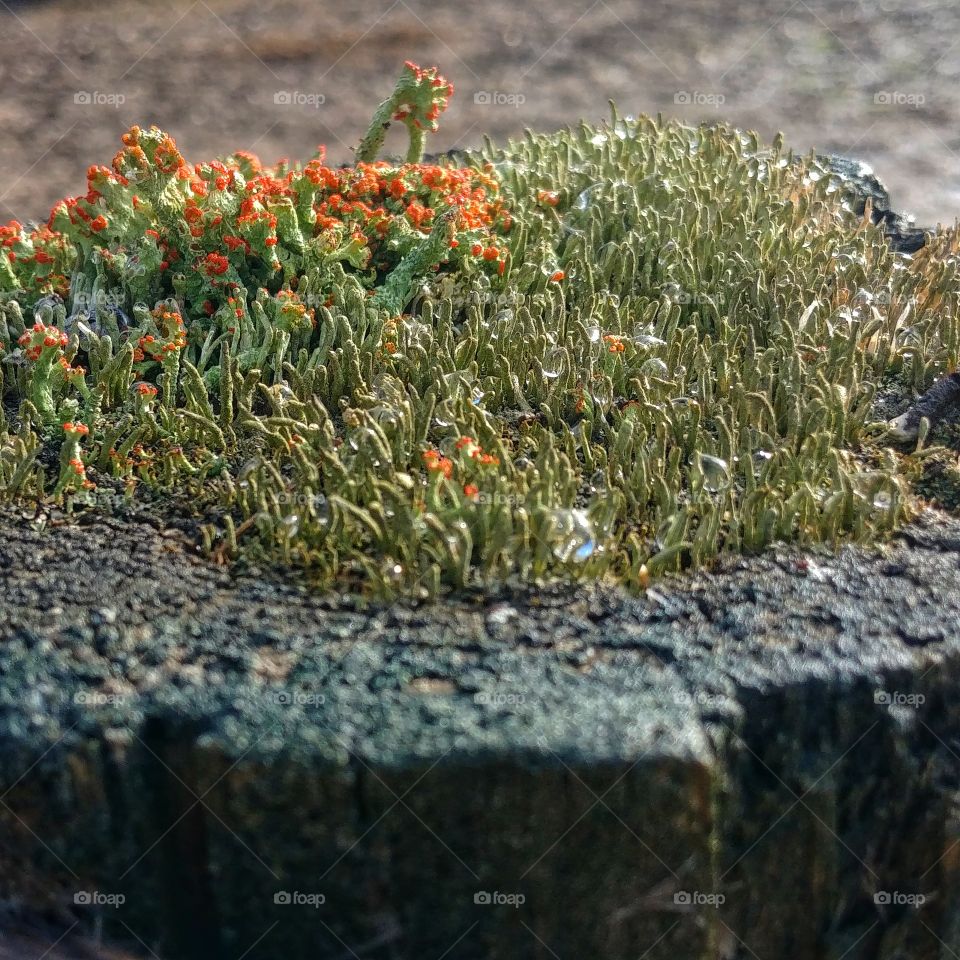 fungus plant growing on post