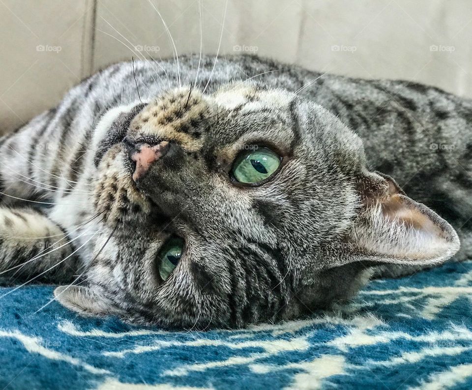 Beautiful bengal cat lying on her side on a carpet 